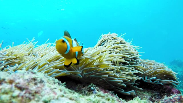 Clownfish on Coral Reef Fish in Thailand