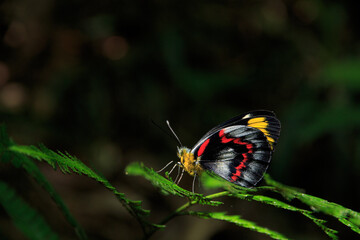 Colorful Butterfly