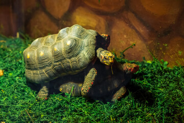 Mating season for turtles. Breeding turtles.Procreation instinct.