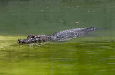 Brazilian alligator semi-submerged in the green waters of the swamp