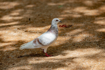 Domestic white pigeon perched on the ground in selective focus.
