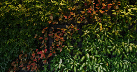 Green plant wall outside the building