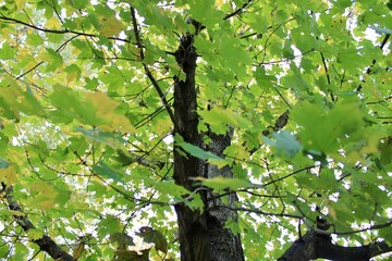 Green and yellow leaves on a tree 