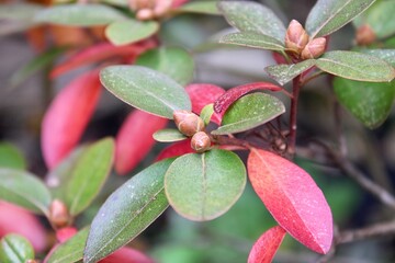 Obraz premium Azalea Bush in Autumn 