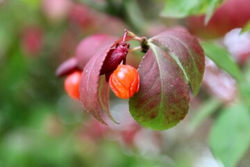 Burning bush leaves and berries 