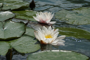 Gorgeous sunlit white water lilies on lake Alatsee in Bavaria (Germany)	