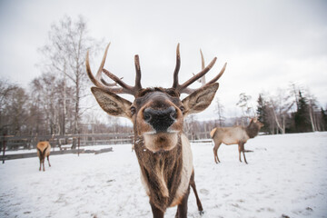 the red deer looks closely at the camera