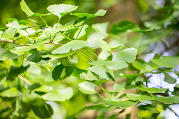 Close up of fresh vibrant green ginkgo biloba leaves.