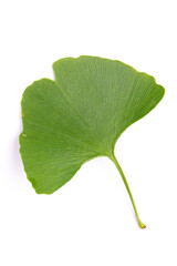 leaves of Ginkgo biloba isolated on white background.