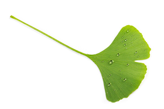 beautiful fresh leaves of ginkgo biloba with water drops or dew isolated on white background.