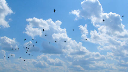 birds in clouds