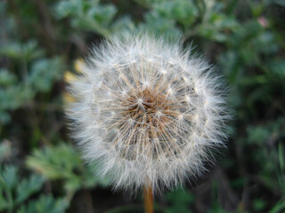 Close up of white dandelion flower