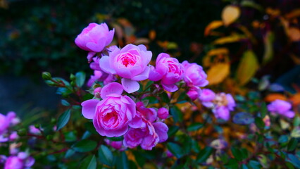 blühende Rosen im Herbst
