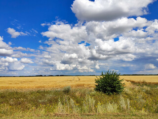 summer field