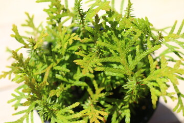 Fototapeta premium Żywotnik zachodni THUJA OCCIDENTALIS 'Smaragd'