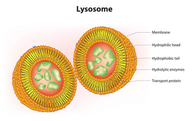 Biological illustration of Lysosome in eukaryotic cell  