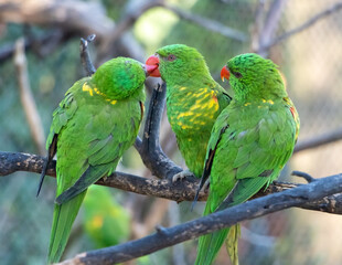 The group of the scaly-breasted lorikeet (Trichoglossus chlorolepidotus) sits on a branch.