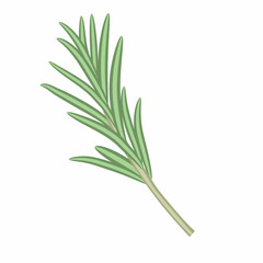 Branch of fresh rosemary. The plant is a seasoning for cooking