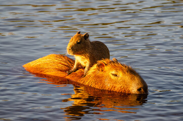 Baby capybara on top of mother, chilling on the lake or river at sunset.