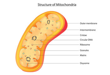 Labeled diagram of mitochondria (Anatomy of mitochondria)  