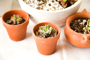 set of succulents in pots with white background
