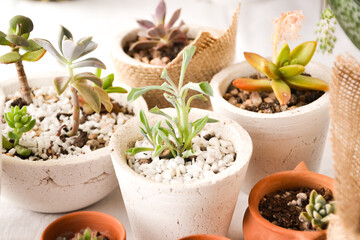 set of succulents in pots with white background