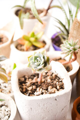 set of succulents in pots with white background