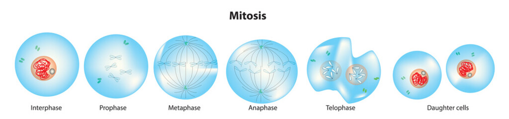 Stage of cell division of Mitosis in microbiology  - obrazy, fototapety, plakaty