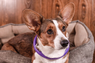 Pets. Thoroughbred corgi dog close-up