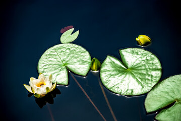 White lotus with yellow pollen on the surface of the pond. Blue smooth water like a background.