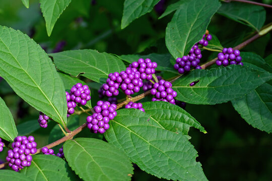Callicarpa Americana in bright sun. It is a genus of shrubs and small trees in the family Lamiaceae. The seeds and berries are important foods for many species of birds, including Northern Bobwhite.