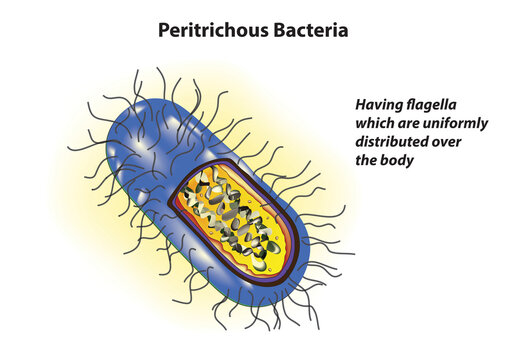 Biological illustration of peritrichous bacteria