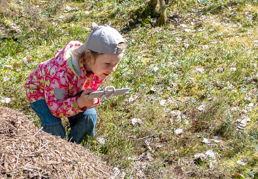 Girl 6 years old Caucasian on a walk in the spring forest, photographing an anthill on the phone.