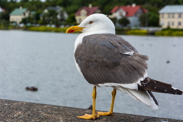 Mewa Islandia