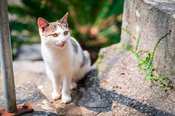 portrait of a cat in Yushima island