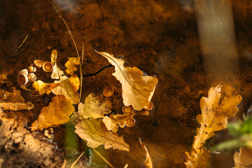 Park, pond, lake. Leaves. Autumn. Golden autumn. Trees.
