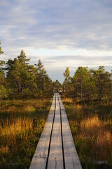 Fototapeta premium nature trail in the swamp on an autumn day