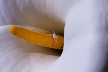Small white spider waiting for its prey on the yellow stamen of Arum lily flower.