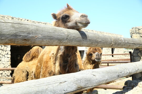 Camel on the farm, looking at the camera, funny came . Camel on a farm in the pen .