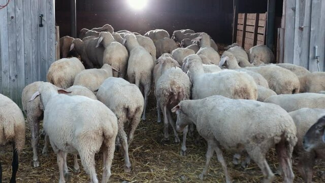 Flock of sheep enters barn. Independent domestic animals, there are no people