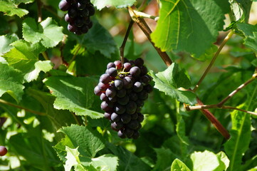 beautiful sun kissed grapevines from a vineyard on the riverbanks of the Moselle (Alken, Germany)	