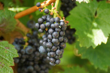 beautiful sun kissed grapevines from a vineyard on the riverbanks of the Moselle (Alken, Germany)