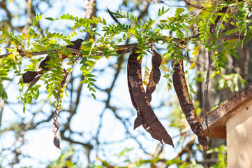 The carob (Ceratonia siliqua) is a flowering evergreen tree in the Caesalpinioideae sub-family of...