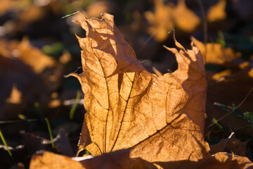 A golden autumn maple leaf burns in the sun. Beautiful autumn wallpaper. Background, texture