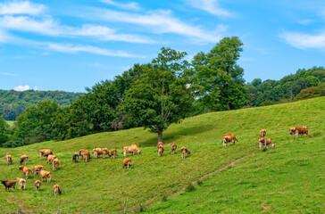 Cows grazing in open field in central new york