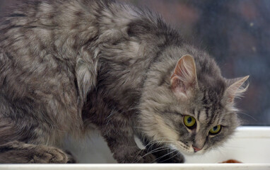fluffy gray cat with green eyes