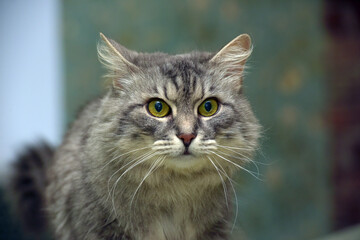 Fototapeta premium fluffy gray cat with green eyes