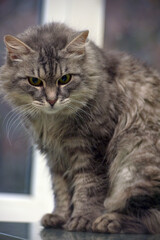 Naklejka na ściany i meble fluffy gray cat with green eyes