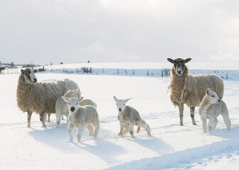 sheep in the snow