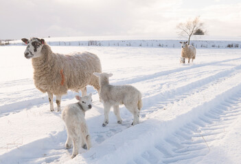 sheep  and lambs in snow